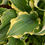 Thumbnail: Look at those Frilly Yellow Edges