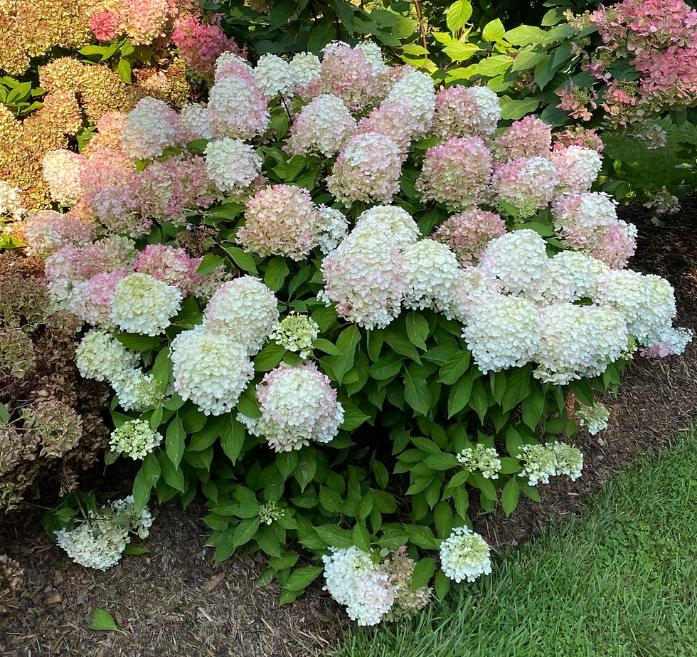 Matures to saturated pink