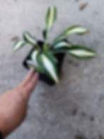 Thumbnail: Hosta 'High Society' Size Small, Impact Enormous