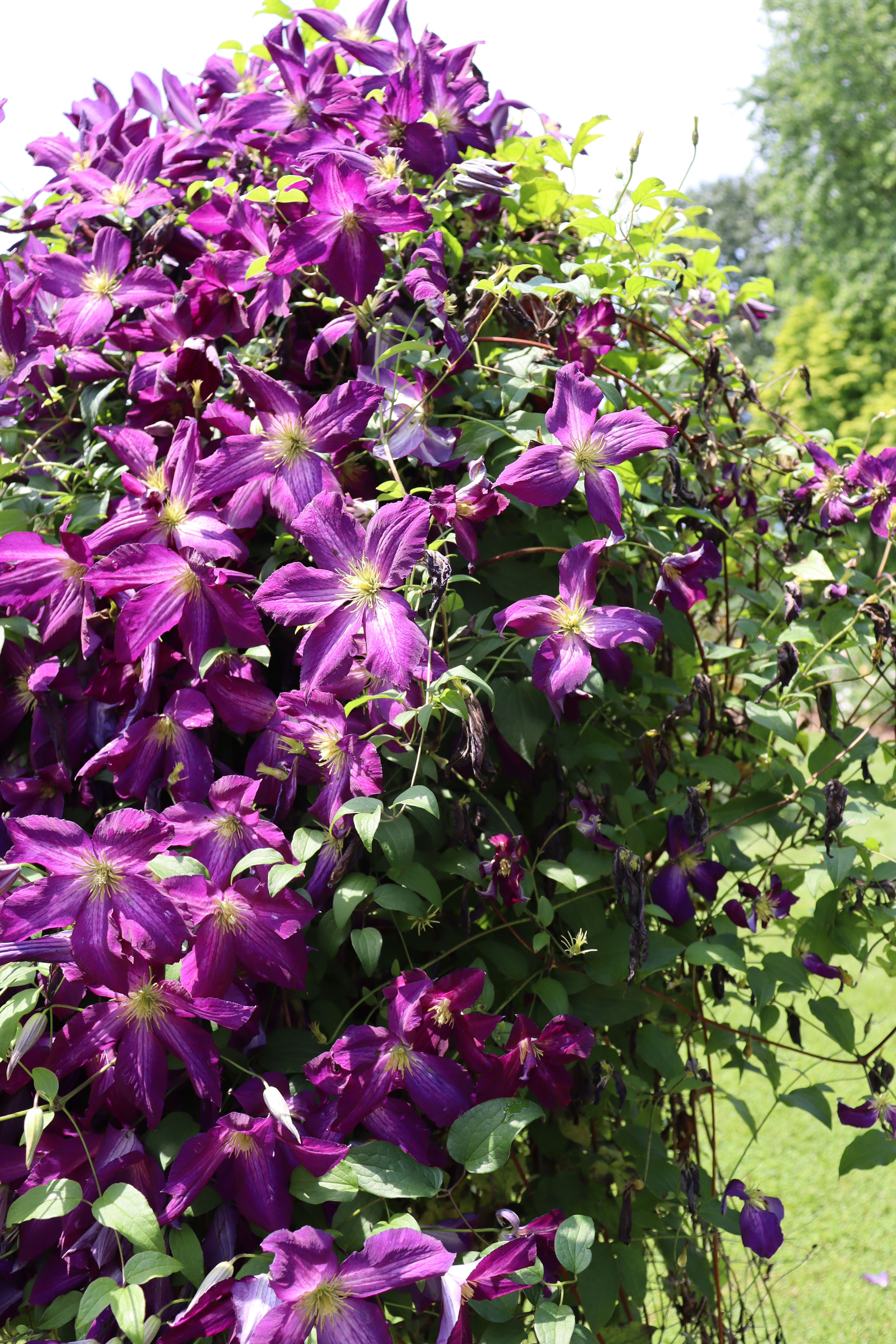 Clematis Happy Jack