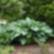 Thumbnail: An enormous vase shaped hosta