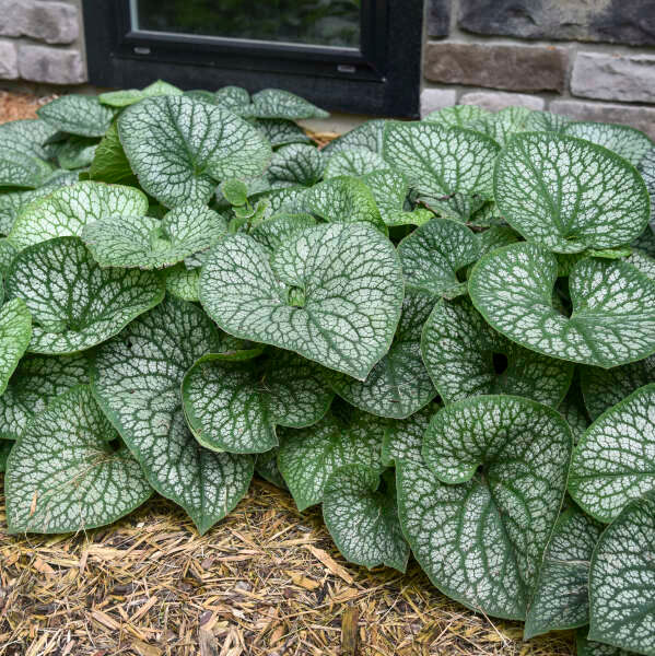 Thumbnail: Jack of Diamonds Brunnera in the shade garden