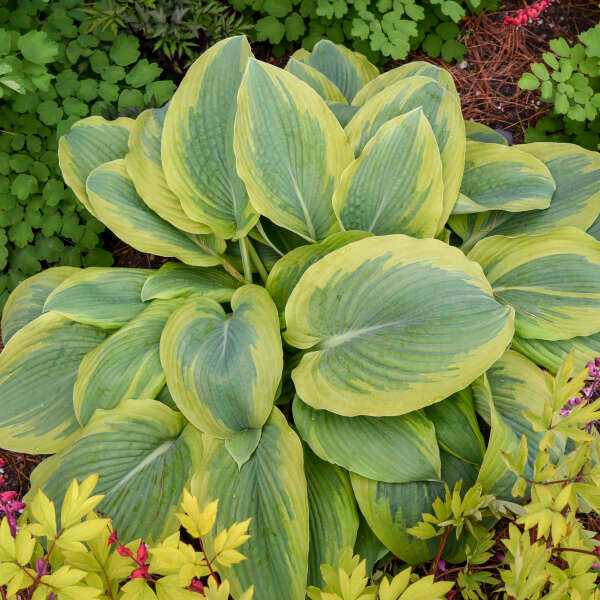 Thumbnail: Margins are apple green in spring and age to beautiful gold
