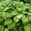 Thumbnail: Apple green with dark green margins