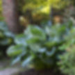 Abiqua Drinking Gourd, an impressive blue green hosta