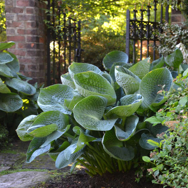 Abiqua Drinking Gourd, an impressive blue green hosta