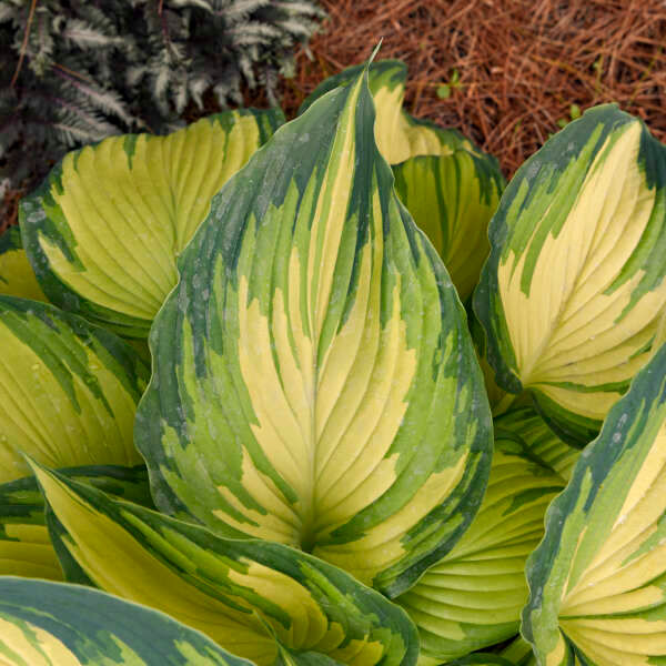 Beautiful leaves look hand painted