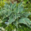 Dancing in the Moonlight, a frilly ruffled blue hosta.