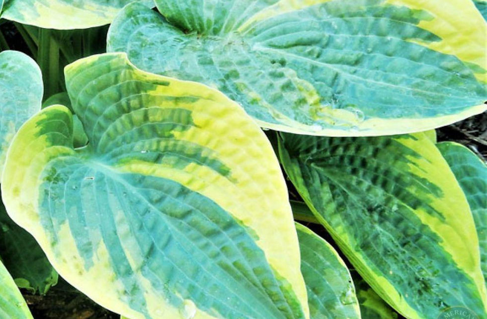 Lovely blue leaf with bright yellow to cream margins
