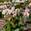 Thumbnail: Add Bergenia Peppermint Patty Pigsqueak to your garden