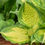 Thumbnail: Stunning variegation on Hosta Island Breeze