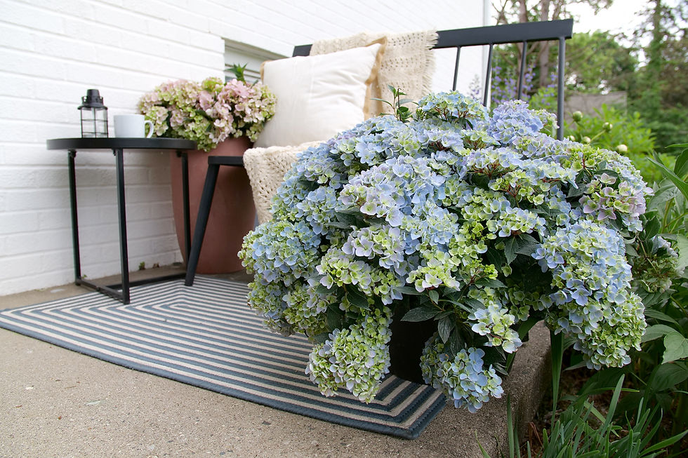 Fairytrail® Fresco Cascade Hydrangea