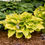 Thumbnail: Giant gold hosta Coast to Coast