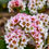 Thumbnail: Bergenia 'Peppermint Patty' Pigsqueak - A Striking Addition to Your Garden