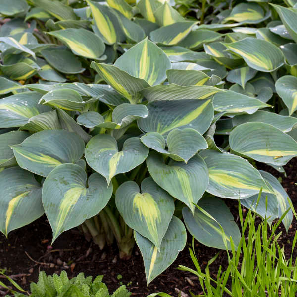 Tetraploid Hosta ‘Touch of Class’
