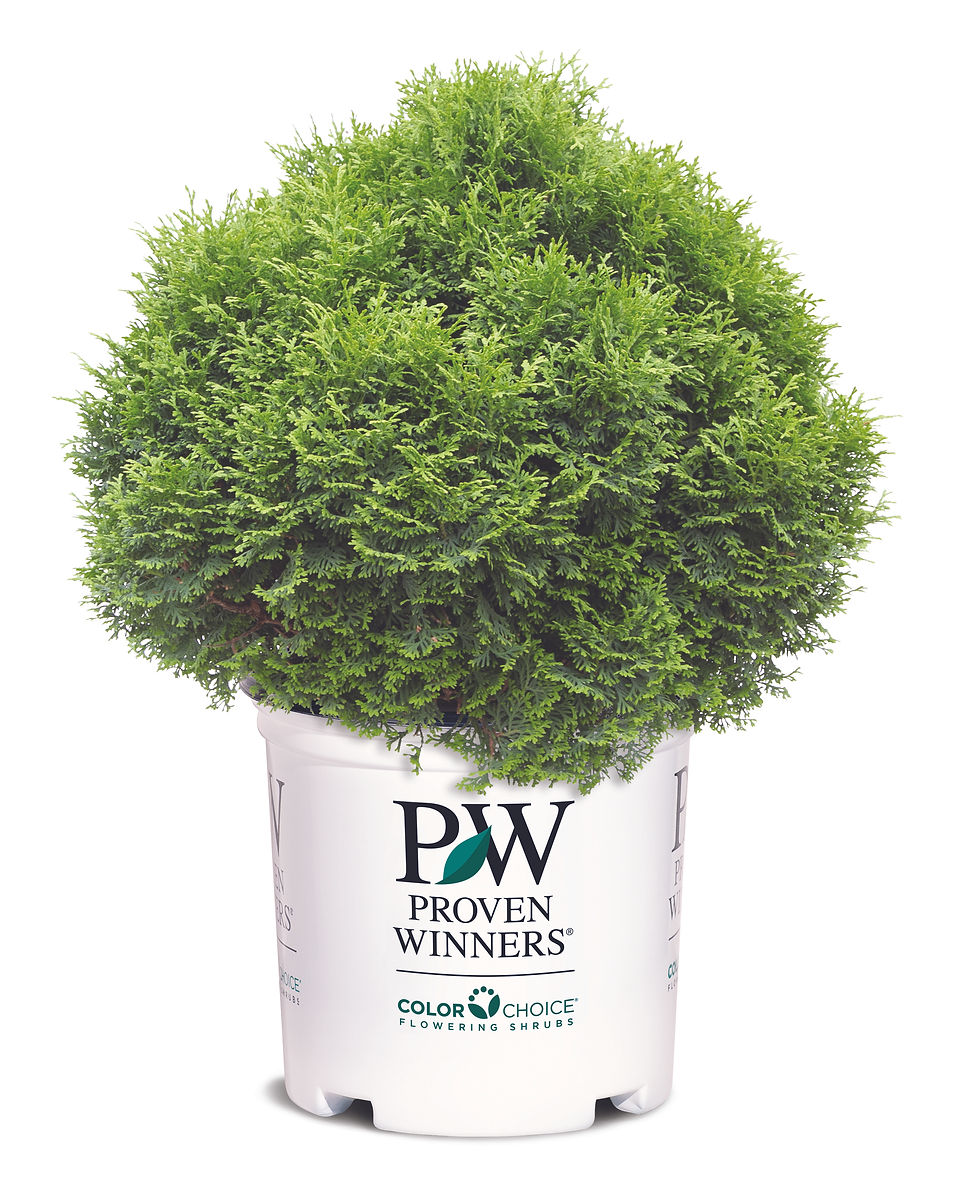 Thumbnail: One-gallon Tator Tot Arborvitae