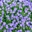 Thumbnail: Masses of rich violet-blue flowers on Midnight Campanula