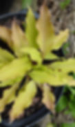 Hosta 'Light the Match' in summer