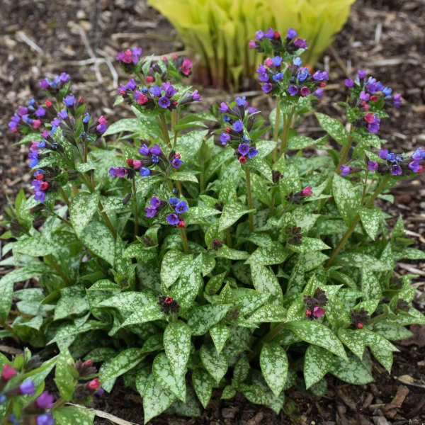 Thumbnail: Spot On Pulmonaria Lungwort: A Shade Garden Delight