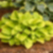 Thumbnail: Brilliant yellow leaves transition to bright chartreuse