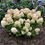 Thumbnail: Hydrangea of the Year 2025 lights up your landscape