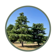 Untitled design (8).png