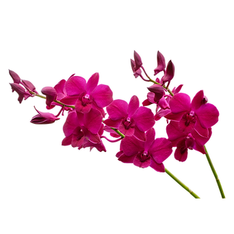 Untitled design (6).png