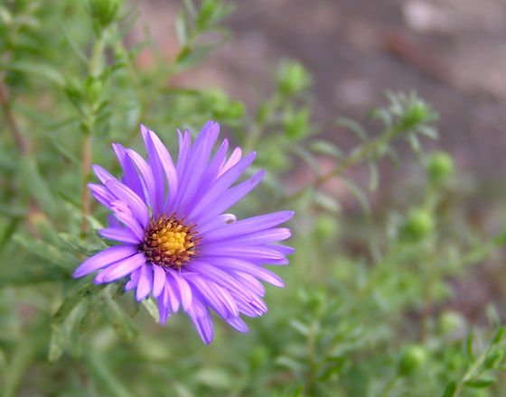 teeny flower_edited.jpg