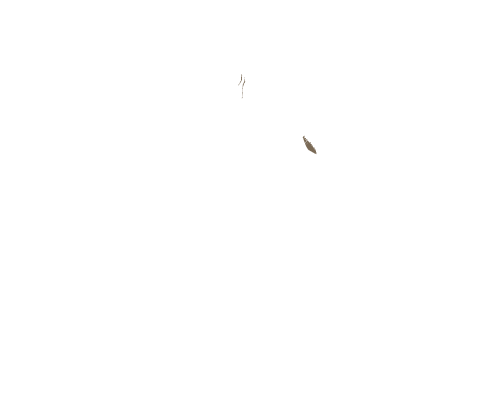 Gold rush