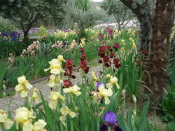 Adro da Igreja Paroquial