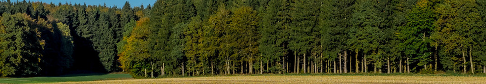tree row next to a field
