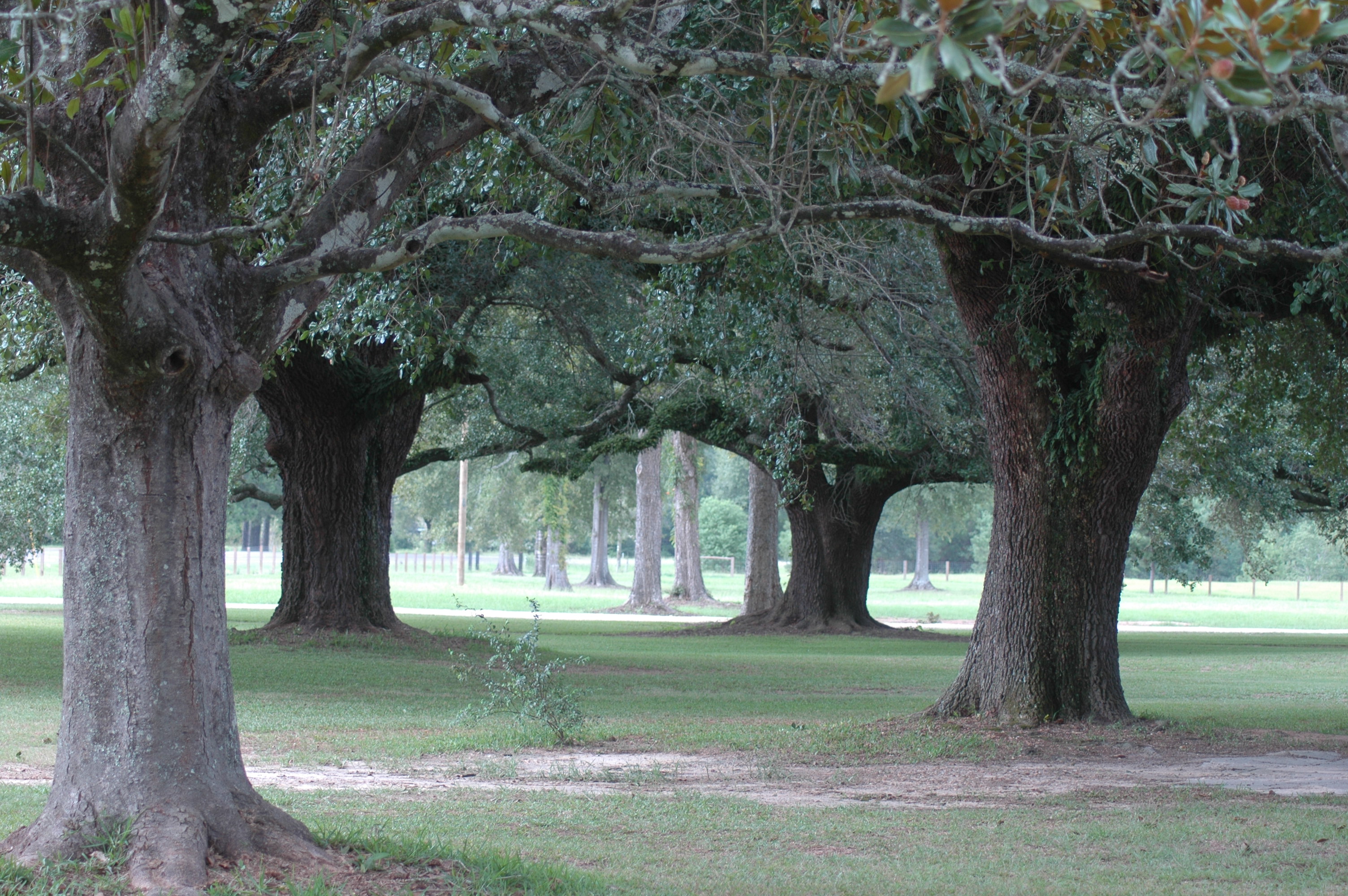 Three Oaks