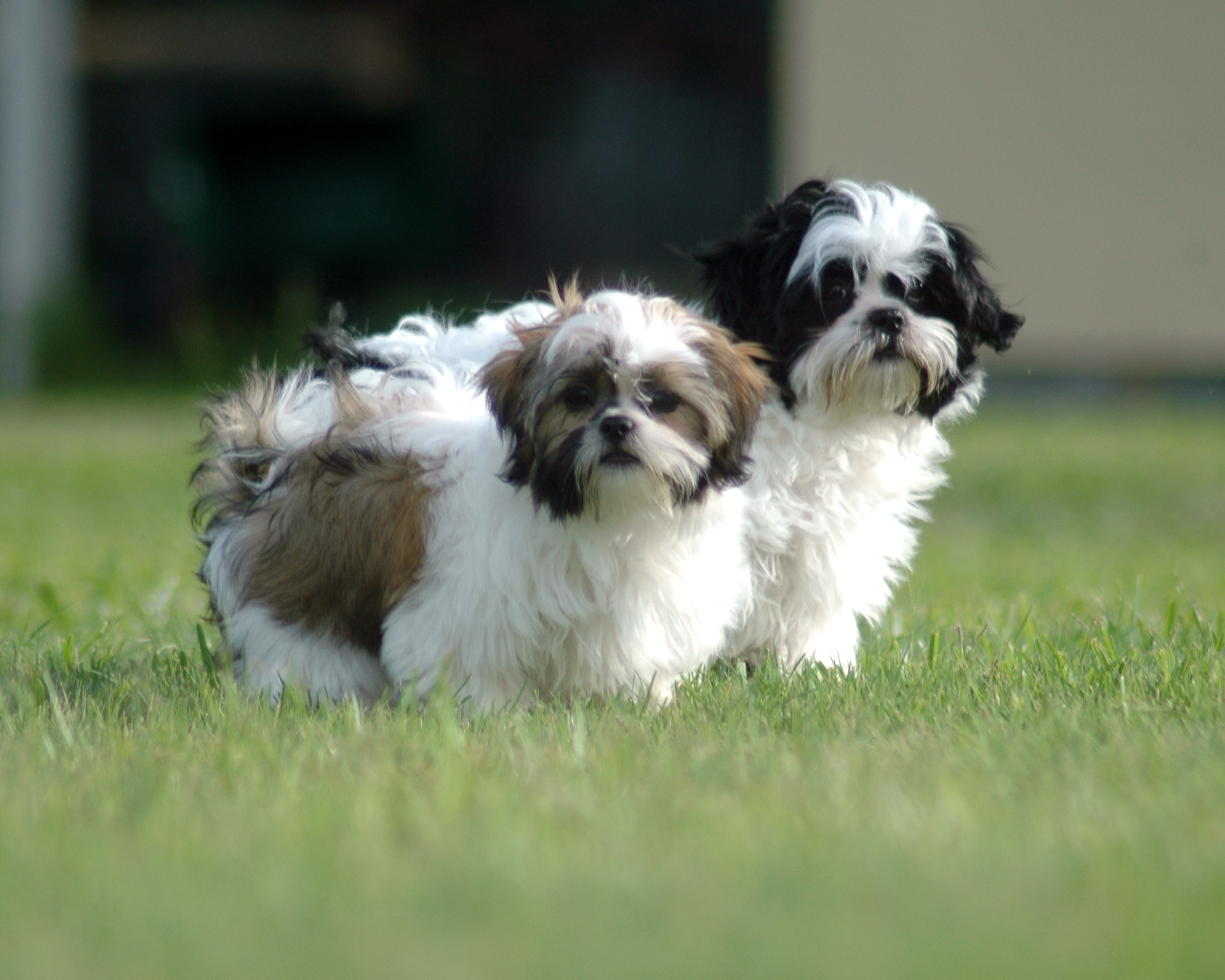 Fur Babies