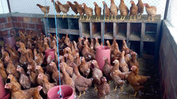 GALLINAS