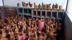 GALLINAS