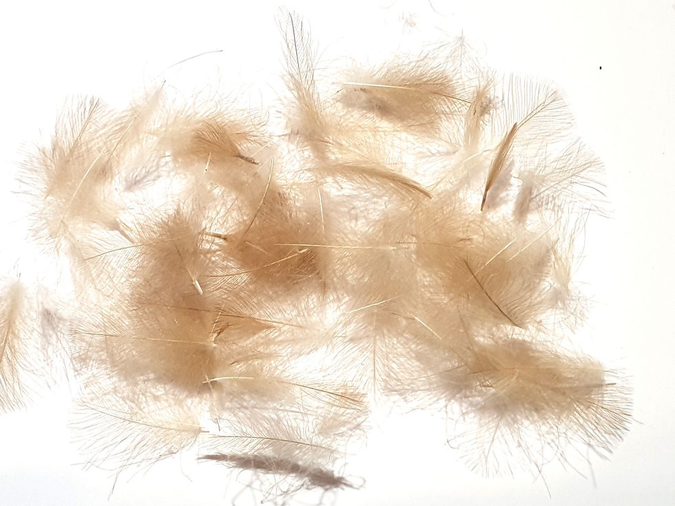 Miniature : CDC Naturel
