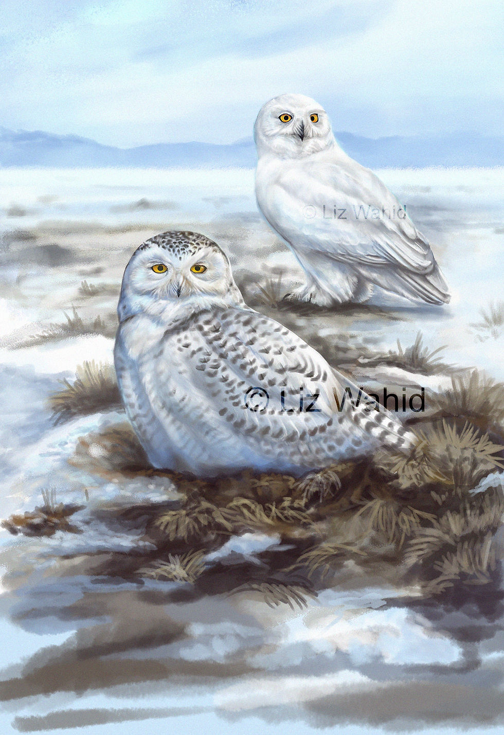 Thumbnail: Snowy Owls print