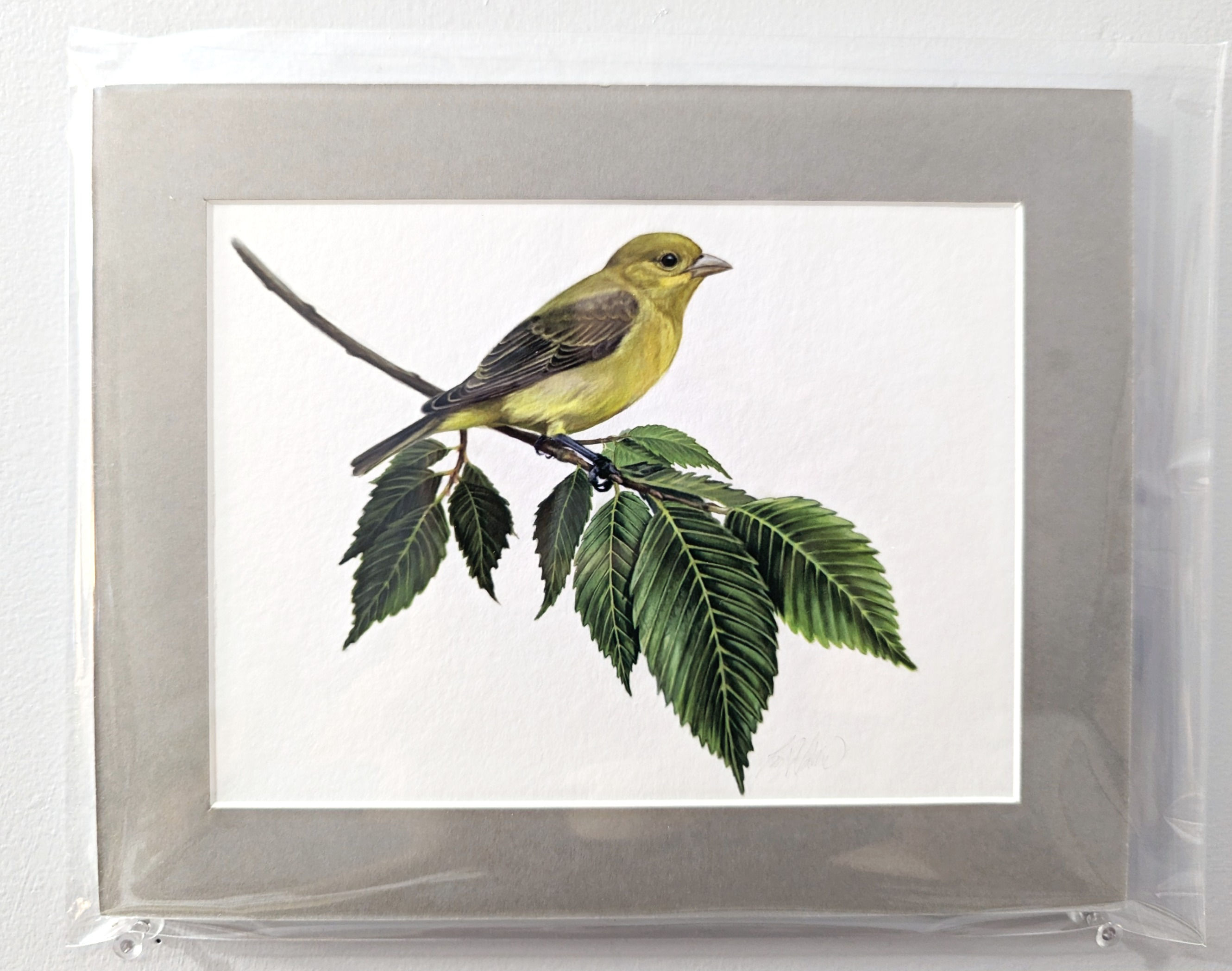 8 x 10 Female Scarlet Tanager grey matted print