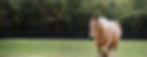 Horse in field
