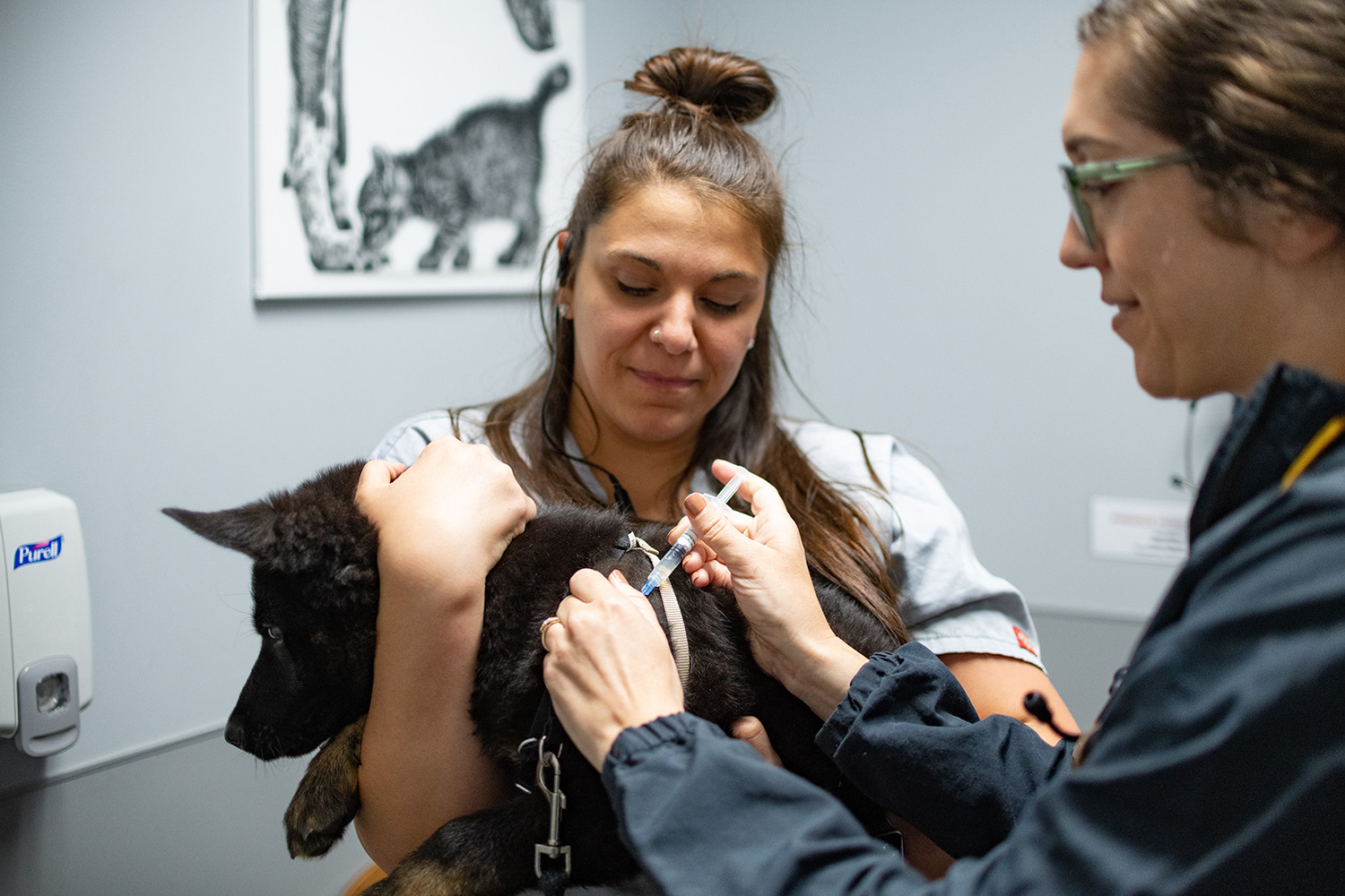 Helpful Links Pikesville Animal Hospital