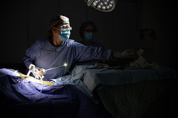 Dr. Covert DVM performing gastropexy surgery