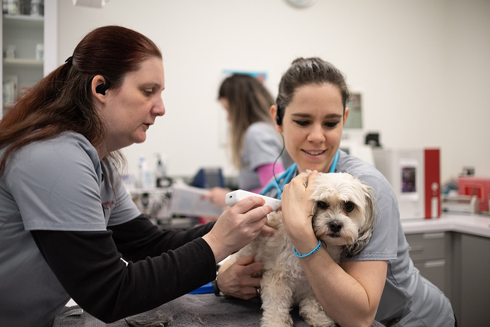 Services Pikesville Animal Hospital