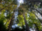 A view into the canopy of Stand 18, which is slated to be clearcut in the Lost River Integrated Resource Project.