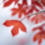 japanese cherry leaf on the snow.jpg