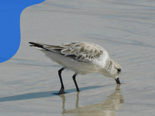 Migrando com as aves: rotas e mistérios das aves migratórias do Brasil