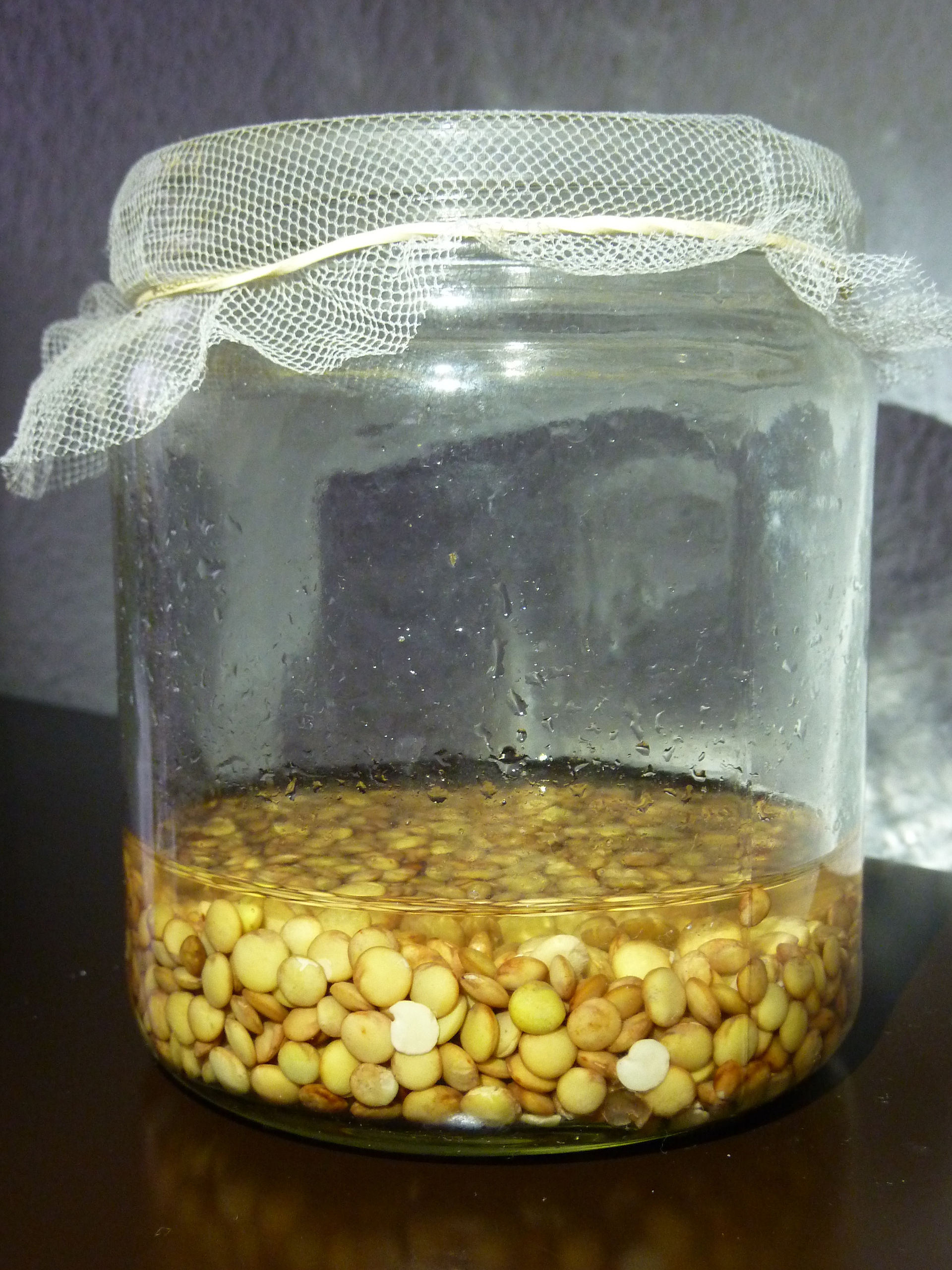 Germinados de lentejas