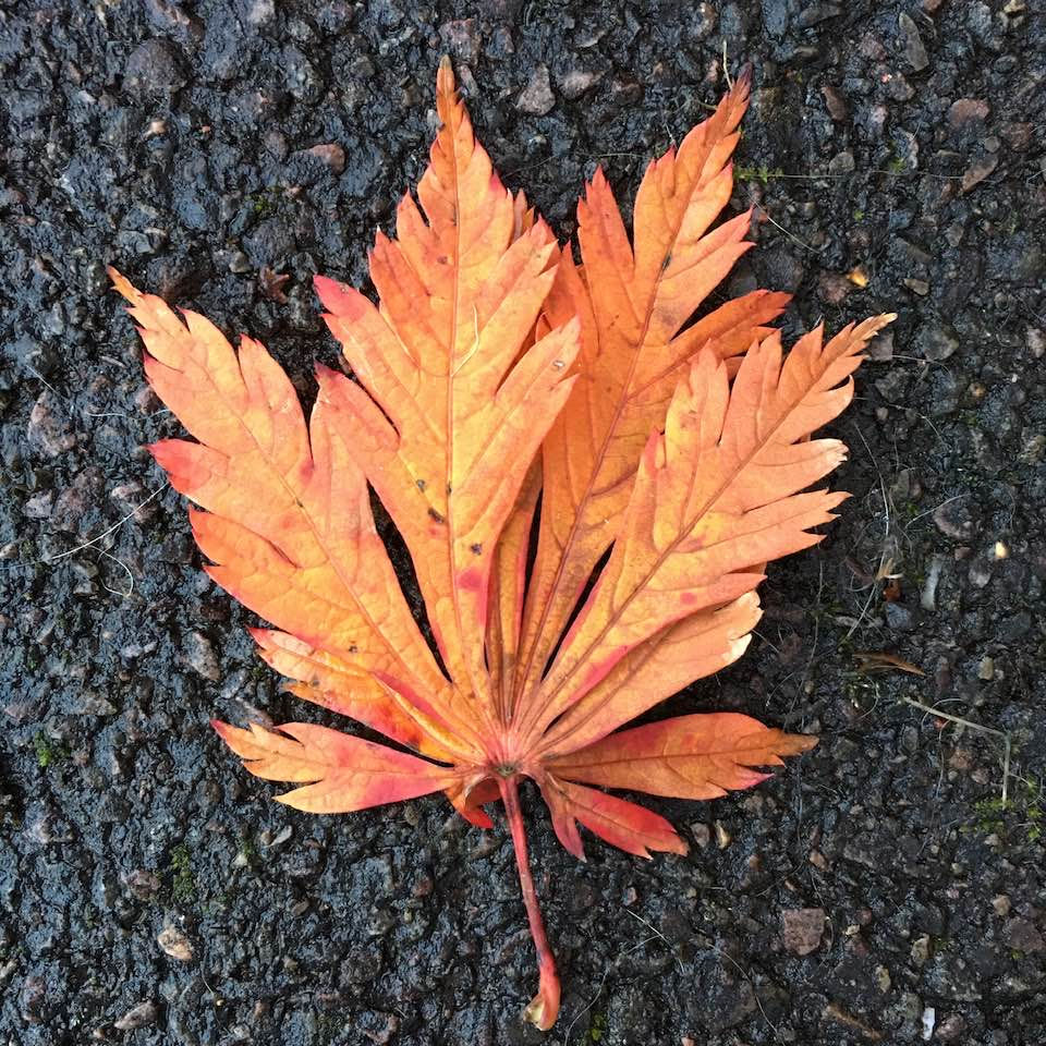 A fiery autumn leaf on the ground