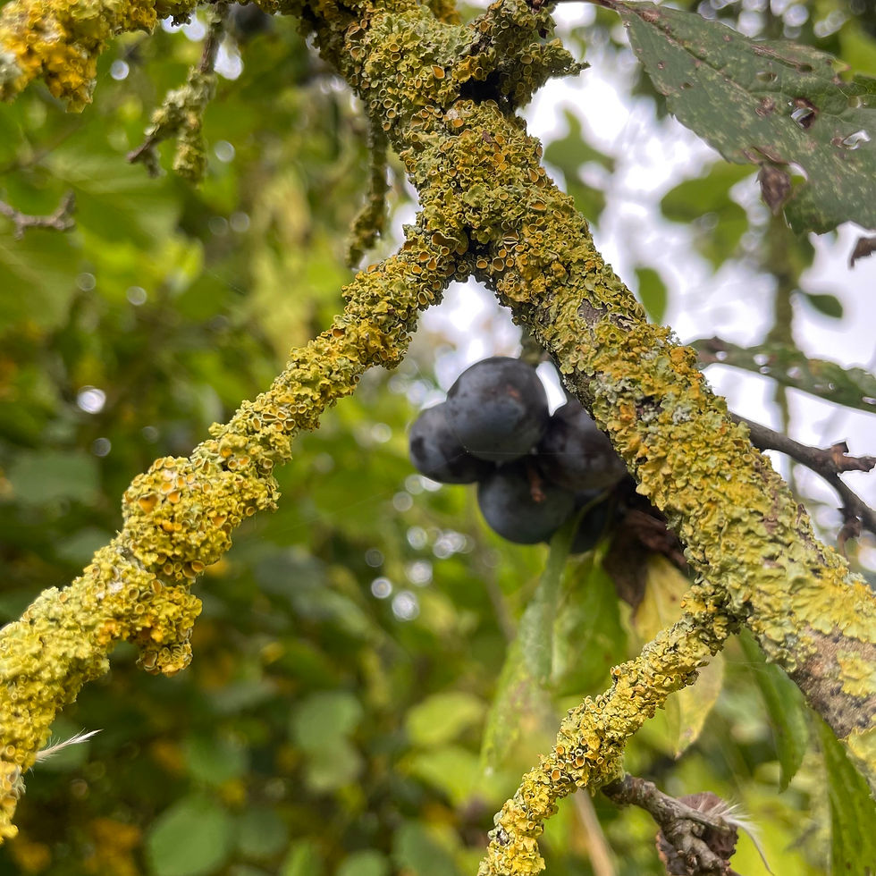 black sloe berries and bright greeny yellow lichen