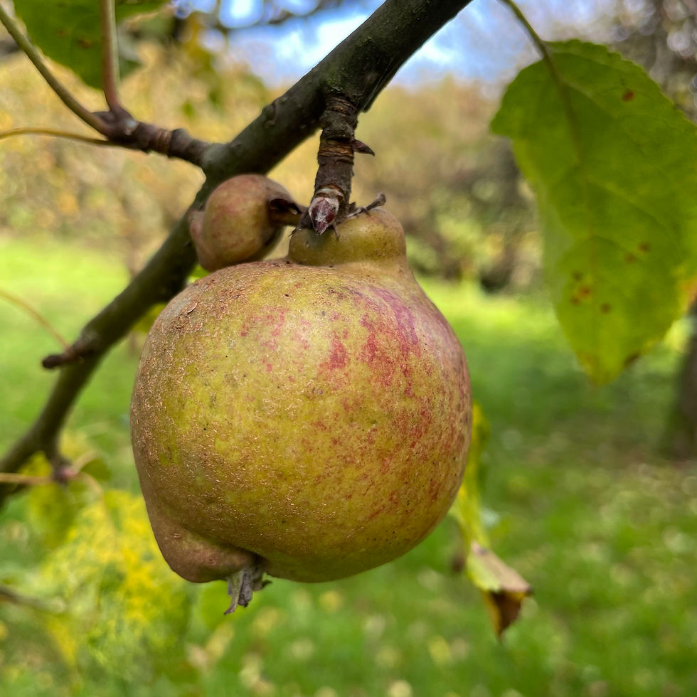 apple growing on a branch