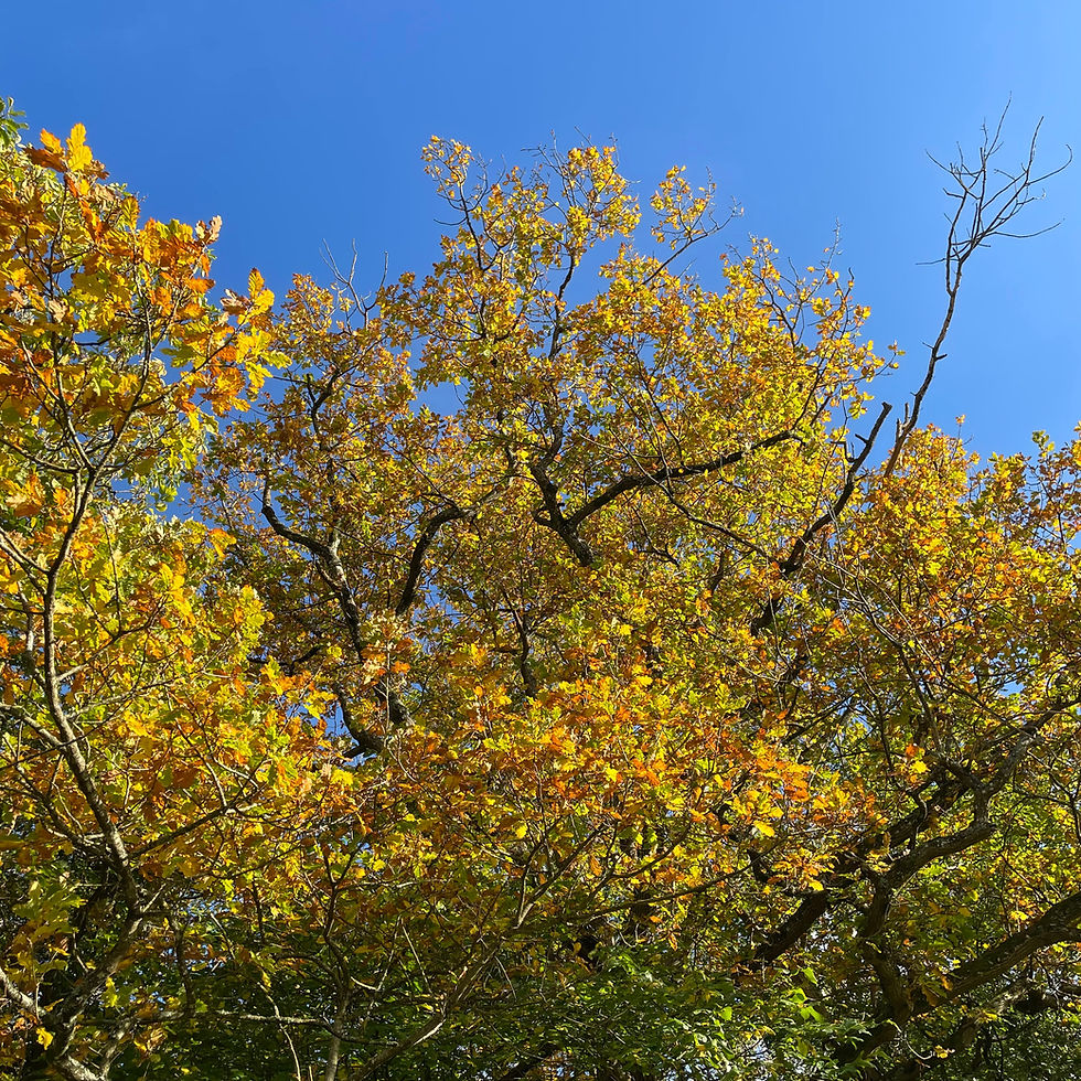 yellow autumn leaves on oat tree